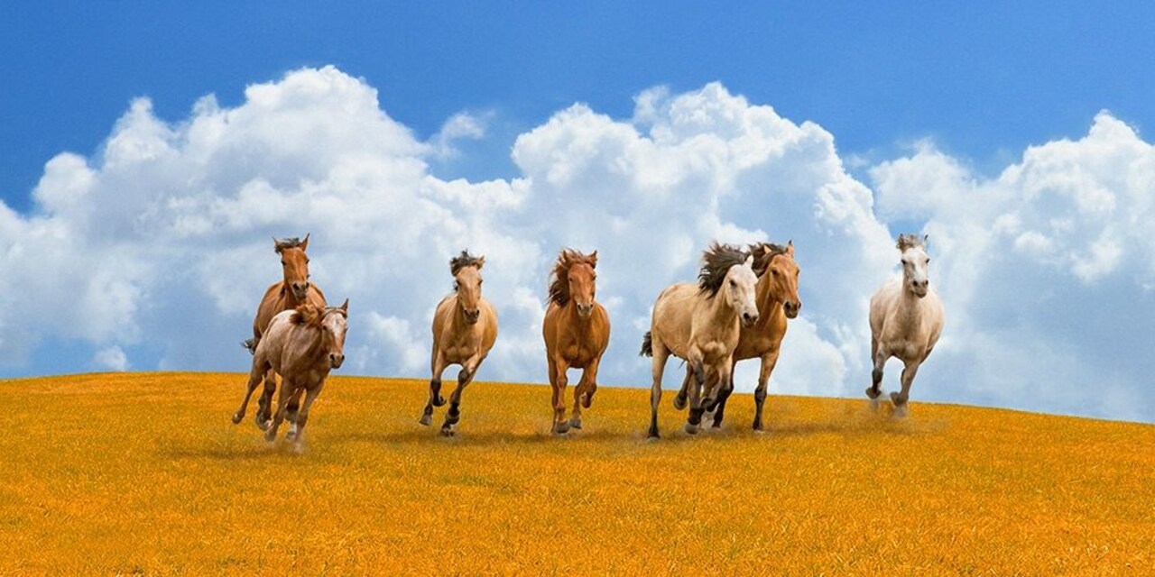 Herd Of Wild Horses Poster Print by Pangea Images - Item # VARPDX2AP4253